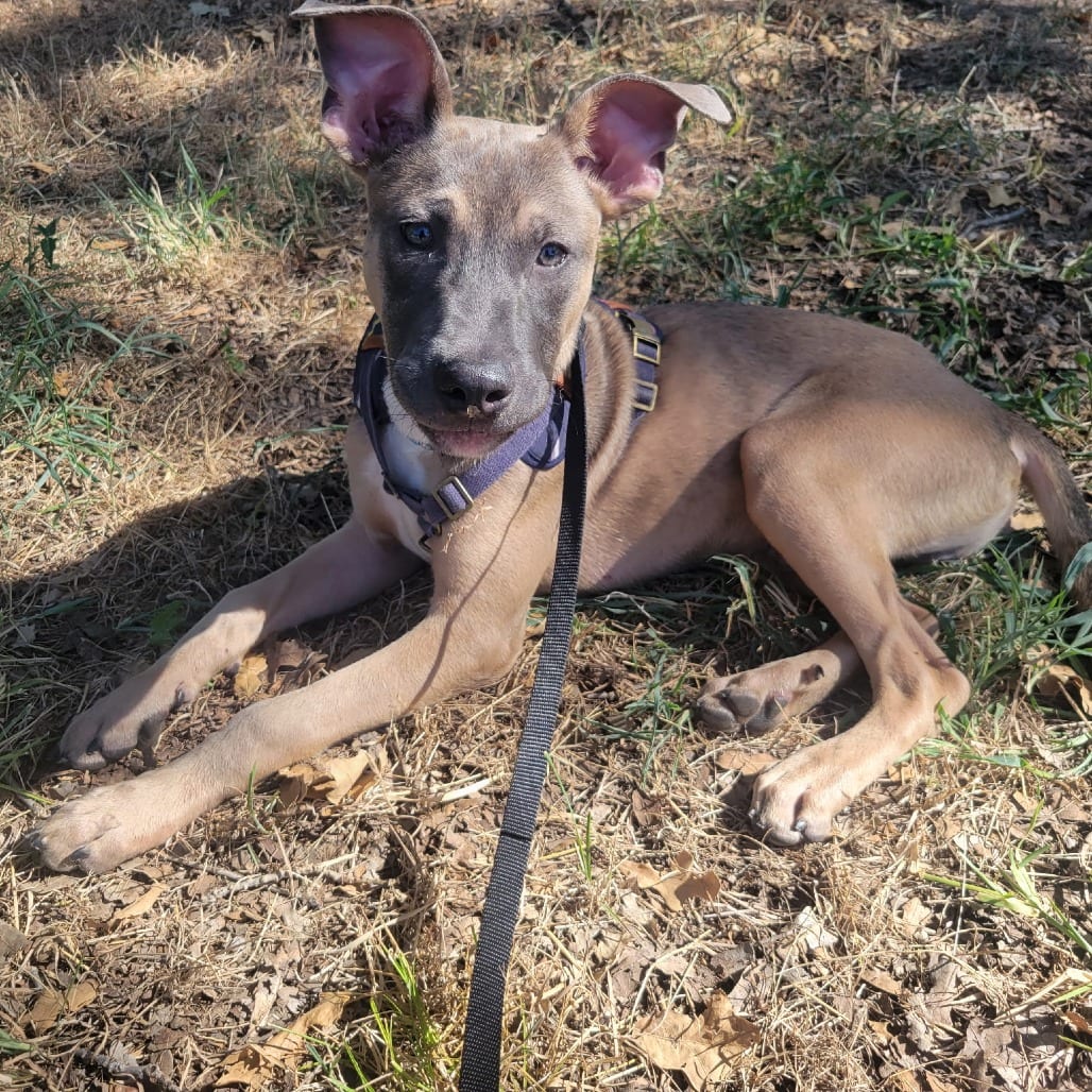 Photo of Grover, adoptable Mixed Breed (Medium) / Shepherd in Dallas, Texas