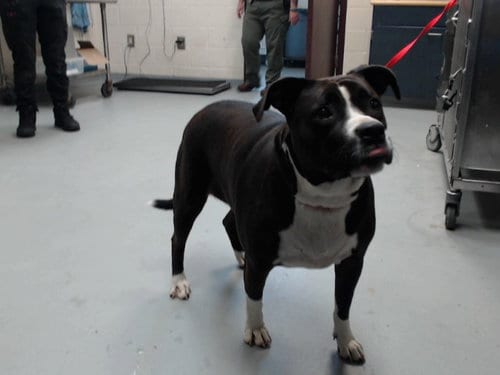Photo of Tessa, adoptable Pit Bull Terrier in Fayetteville, North Carolina