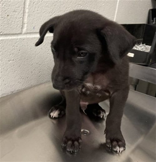 Photo of Cookie, adoptable Labrador Retriever in San Bernardino, California