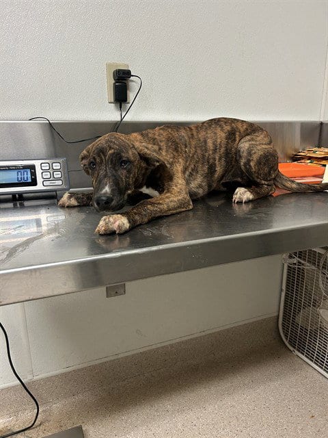 Photo of Mellow, adoptable Pit Bull Terrier in Bakersfield, California