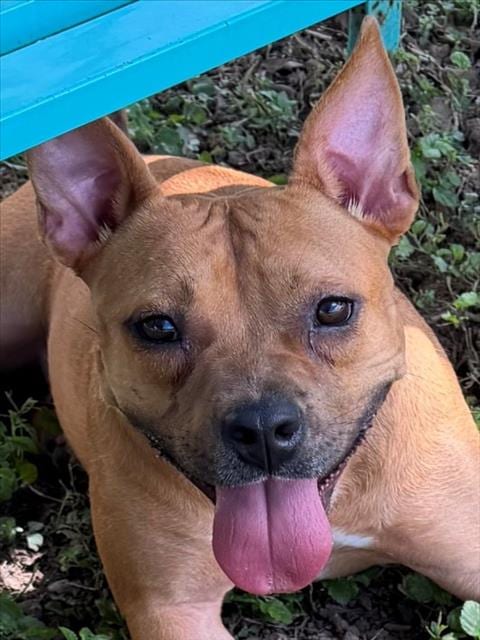 Photo of Sunny, adoptable Black Mouth Cur in Texas City, Texas