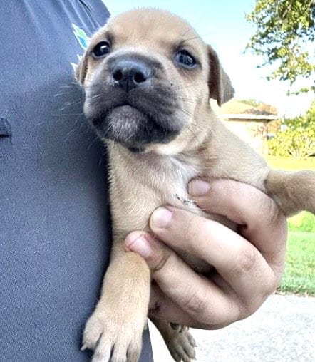 Photo of A661934, adoptable Labrador Retriever in Houston, Texas