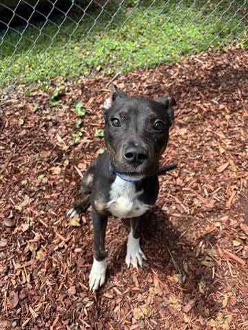 Photo of Carver, adoptable American Pit Bull Terrier in Panama City, Florida