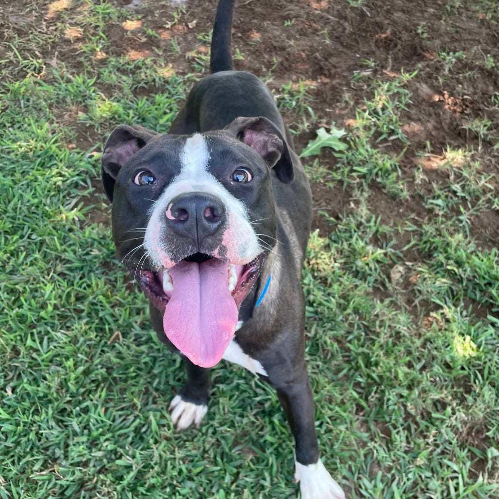 Photo of Gage, adoptable Mixed Breed (Medium) in Chattanooga, Tennessee