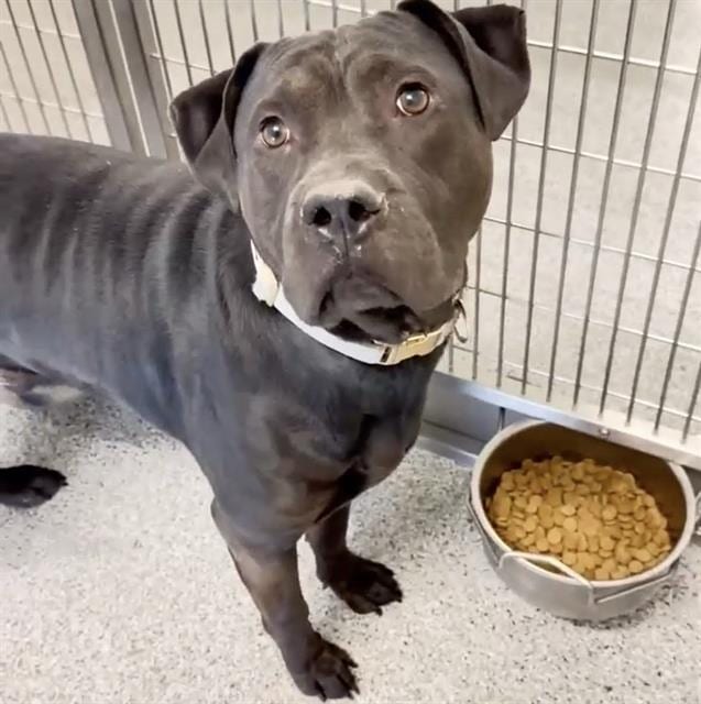Photo of Senior Pit Bull Terrier mix, adoptable Pit Bull Terrier mix in Houston, Texas