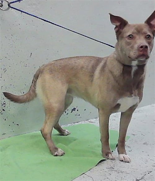 Photo of Trixie, adoptable American Staffordshire Terrier in Houston, Texas