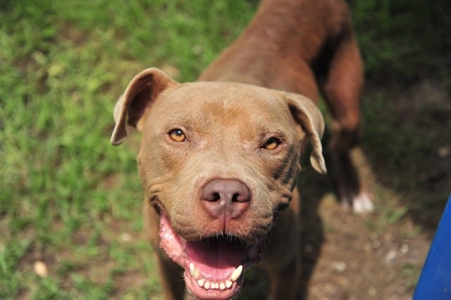 Photo of Chico, adoptable dog in Palmetto, Florida