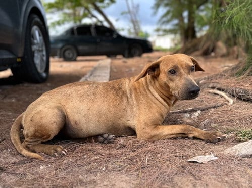 Photo of Binx Mama Sato, adoptable Labrador Retriever in Rockaway, New Jersey