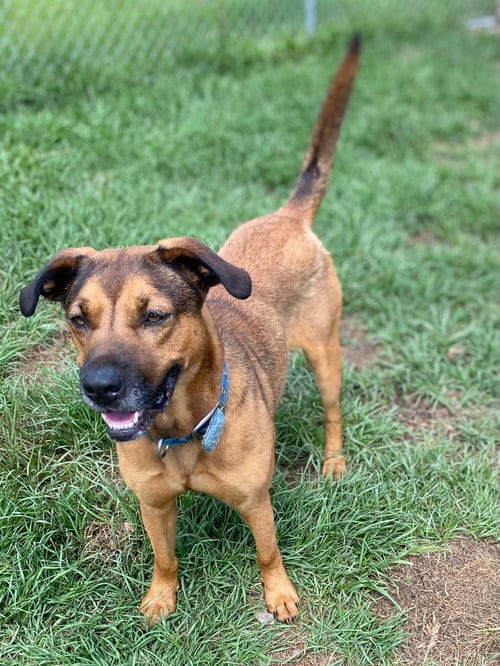 Photo of Jasmine, adoptable German Shepherd Dog in Tarrytown, Georgia