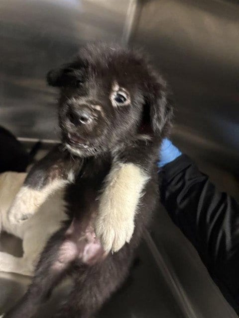 Photo of A663583, adoptable Labrador Retriever in Houston, Texas