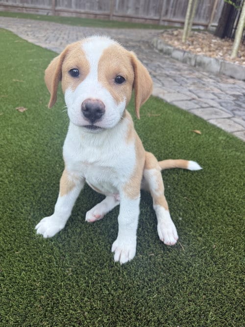 Photo of Dakota, adoptable Rhodesian Ridgeback in The Woodlands, Texas