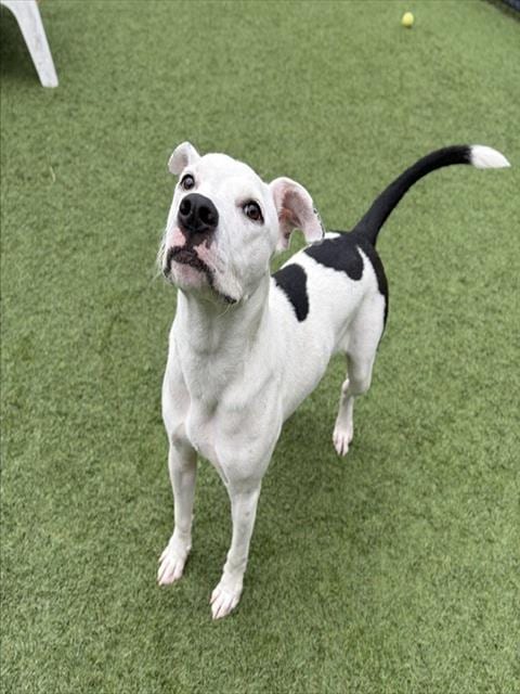 Photo of Sanchi, adoptable Mixed Breed