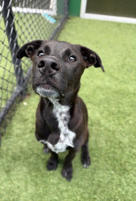 Photo of Karz, adoptable Mixed Breed