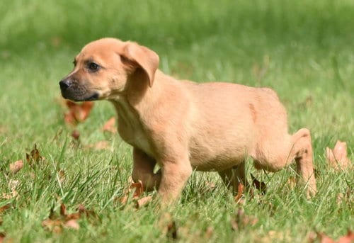 Photo of Lainey, adoptable Beagle in Mechanicsburg, Pennsylvania