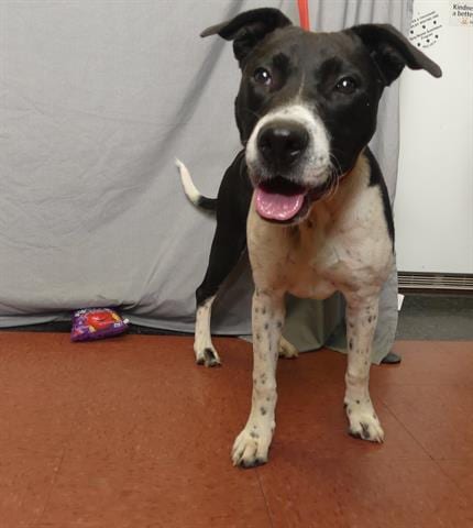 Photo of Spirit, adoptable Border Collie in Ukiah, California