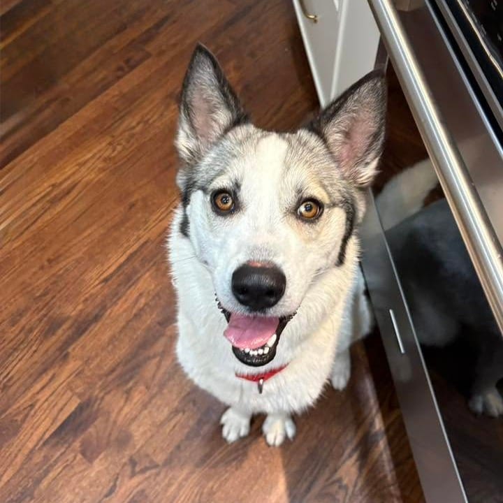 Photo of Jackie, adoptable Husky, Siberian / Mixed Breed (Medium) in Whitestone, New York