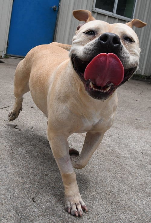 Photo of Moo Deng, adoptable Staffordshire Bull Terrier in Houston, Texas