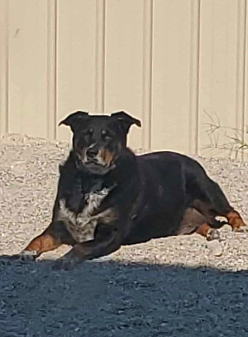 Photo of Lucky, adoptable Australian Shepherd in Stover, Missouri