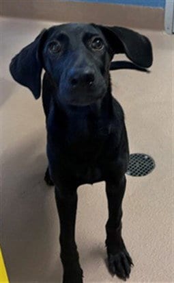 Photo of Chai, adoptable Labrador Retriever in Plano, Texas
