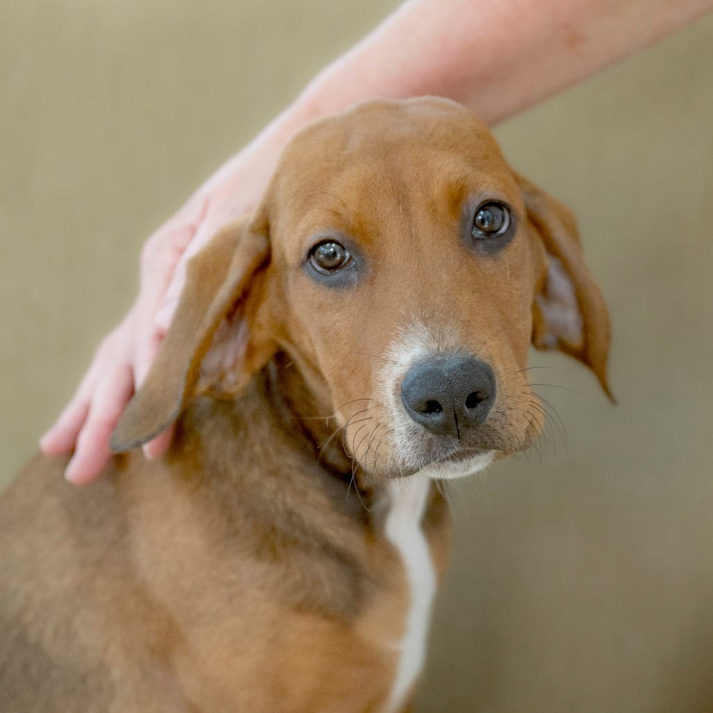 Photo of River, adoptable American Blue Heeler / Mixed Breed (Medium) in Chapel Hill, North Carolina
