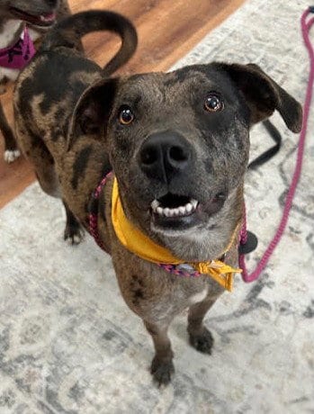 Photo of Dynasty, adoptable Catahoula Leopard Dog in Raytown, Missouri
