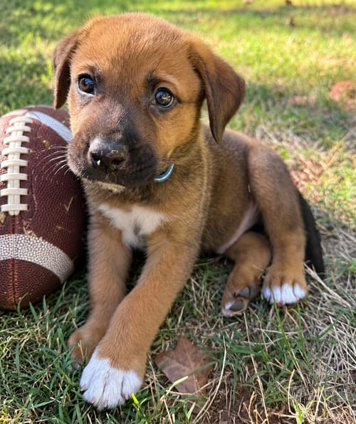 Photo of Gus, adoptable Shepherd in OKLAHOMA CITY, Oklahoma