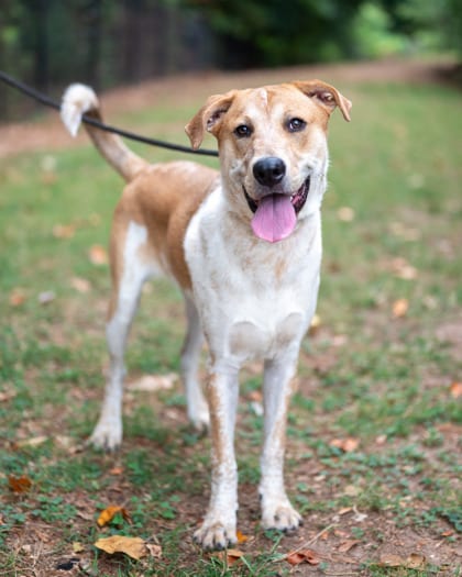 Photo of Hamlet, adoptable dog in Chamblee, Georgia