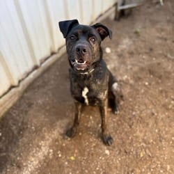 Photo of Dexter, adoptable Mastiff Mixed Breed (Large) in Stephenville, Texas