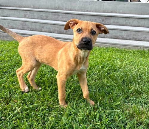 Photo of Josie, adoptable Black Mouth Cur in Berlin, New Jersey
