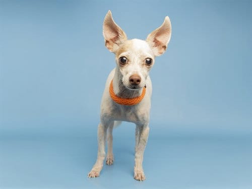 Photo of Duke, adoptable Chihuahua in Phoenix, Arizona