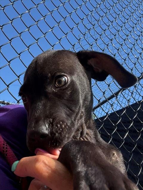 Photo of Poodle, adoptable Labrador Retriever in Tulsa, Oklahoma