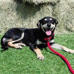 Photo of Freya CI, adoptable Australian Cattle Dog Mixed Breed (Medium) in Hartford, Connecticut