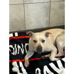 Photo of Ivy, adoptable Mixed Breed (Medium) in Munster, Indiana