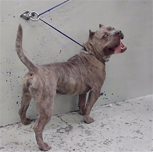 Photo of Marvin, adoptable American Bulldog mix in Houston, Texas