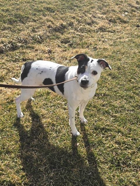 Photo of Tasha, adoptable Queensland Heeler in Ogden, Utah