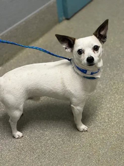 Photo of Frost, adoptable Chihuahua in Las Vegas, Nevada