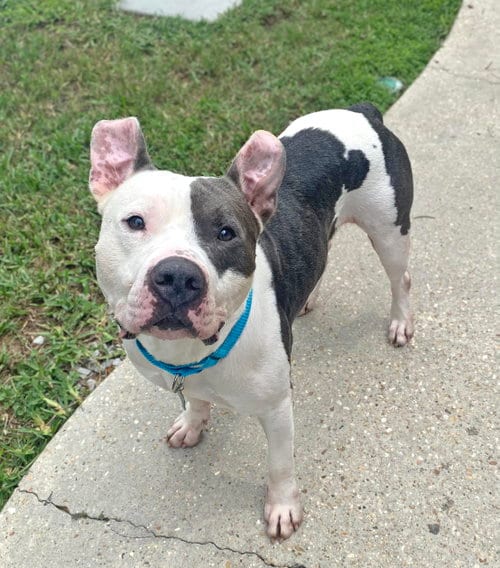 Photo of Lincoln, adoptable American Staffordshire Terrier in New Orleans, Louisiana