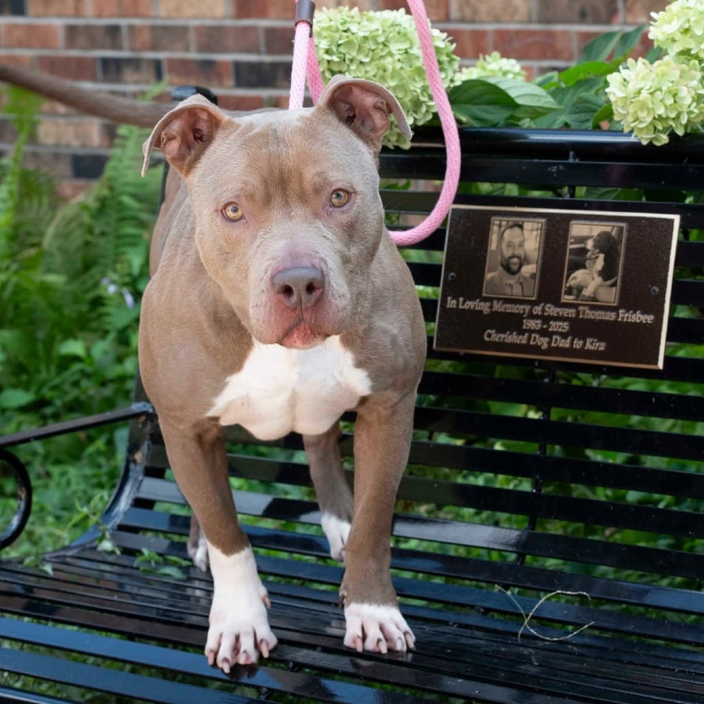 Photo of Oak, adoptable Mixed Breed (Large) in St. Louis, Missouri