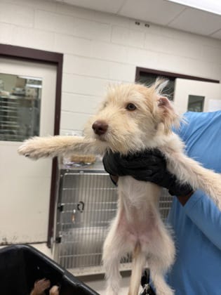 Photo of Sasha~FOSTER or FOTSER TO ADOPT NEEDED, adoptable Terrier in Andover, Minnesota