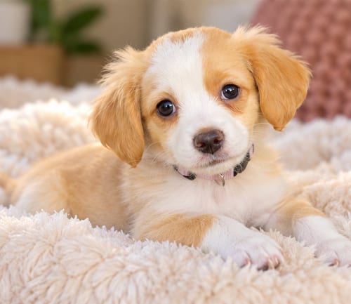 Photo of Sauce: Tahini, adoptable Cavalier King Charles Spaniel in Romoland, California