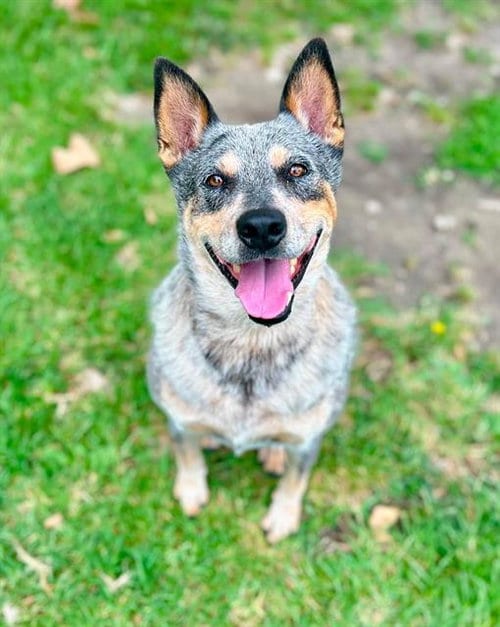 Photo of Sprout, adoptable Queensland Heeler in Riverside, California