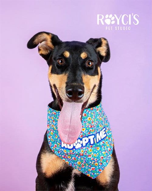 Photo of Lula, adoptable Doberman Pinscher in West Valley, Utah