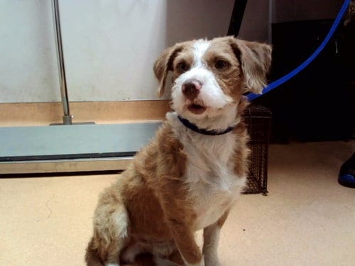 Photo of Nico, adoptable Terrier in Martinez, California