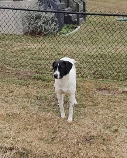 Photo of Dee, adoptable Pointer in Gun Barrel City, Texas