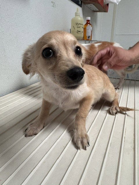 Photo of Miguel, adoptable Chihuahua in Bakersfield, California