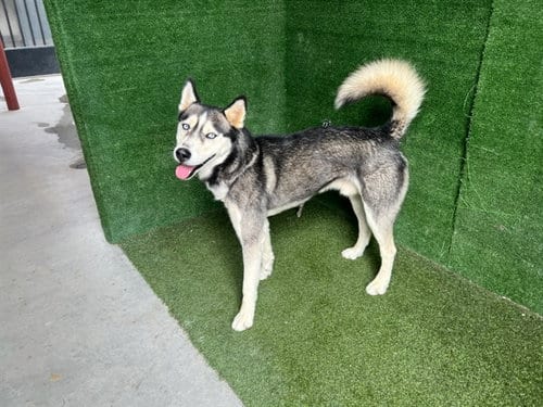 Photo of Hustle, adoptable Siberian Husky in Lancaster, California