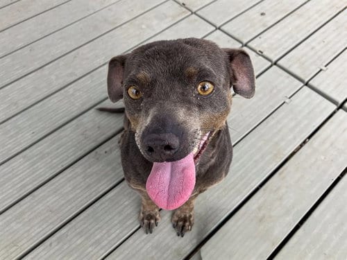Photo of Canelo, adoptable Chihuahua in Orange, California