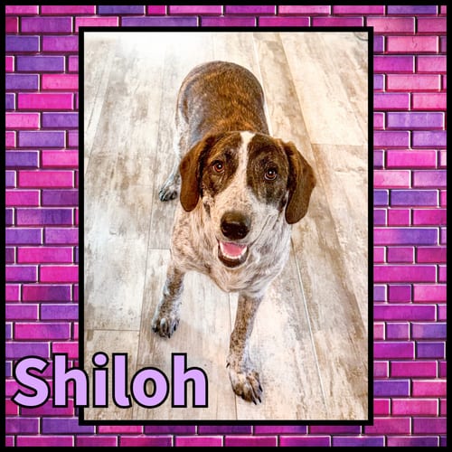 Photo of Shiloh GDP, adoptable Collie in Denton, Texas