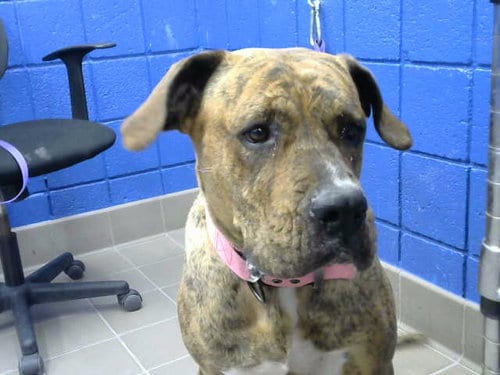 Photo of Kiara, adoptable Mastiff in Albuquerque, New Mexico