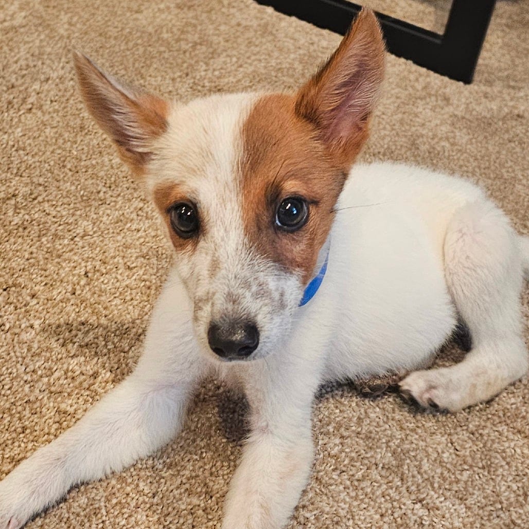 Photo of Hugh, adoptable Cattle Dog, Australian (Red Heeler) / Mixed Breed (Medium) in Oceanside, California
